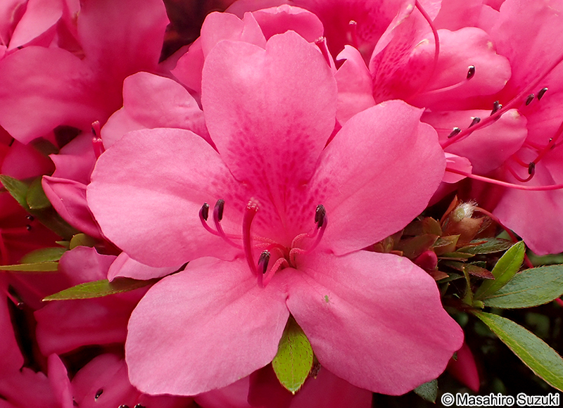 サツキ Rhododendron indicum