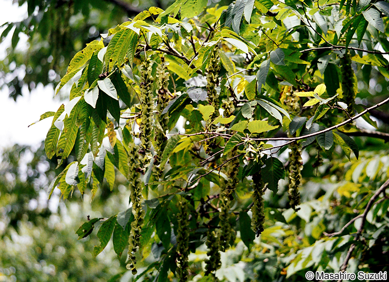 サワグルミ Pterocarya rhoifolia