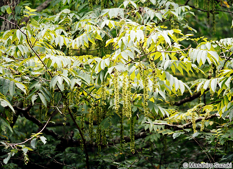 サワグルミ Pterocarya rhoifolia