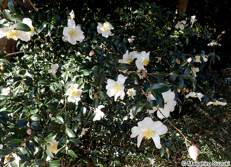 サザンカ Camellia sasanqua