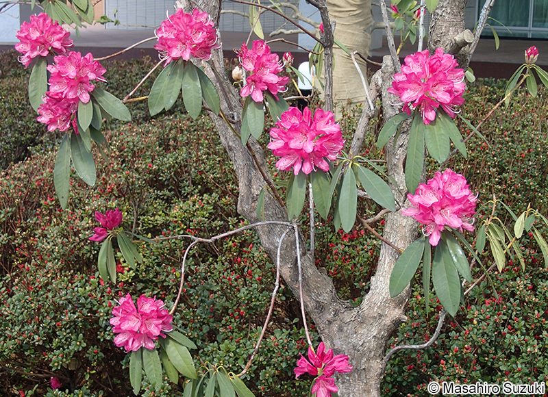 セイヨウシャクナゲ類 品種名不明 Rhododendron Spp