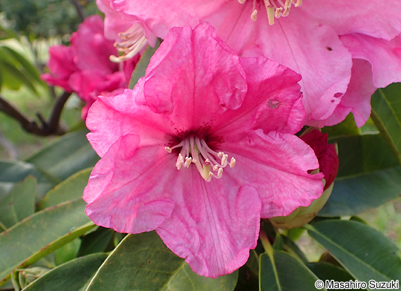 セイヨウシャクナゲ類 Rhododendron spp.