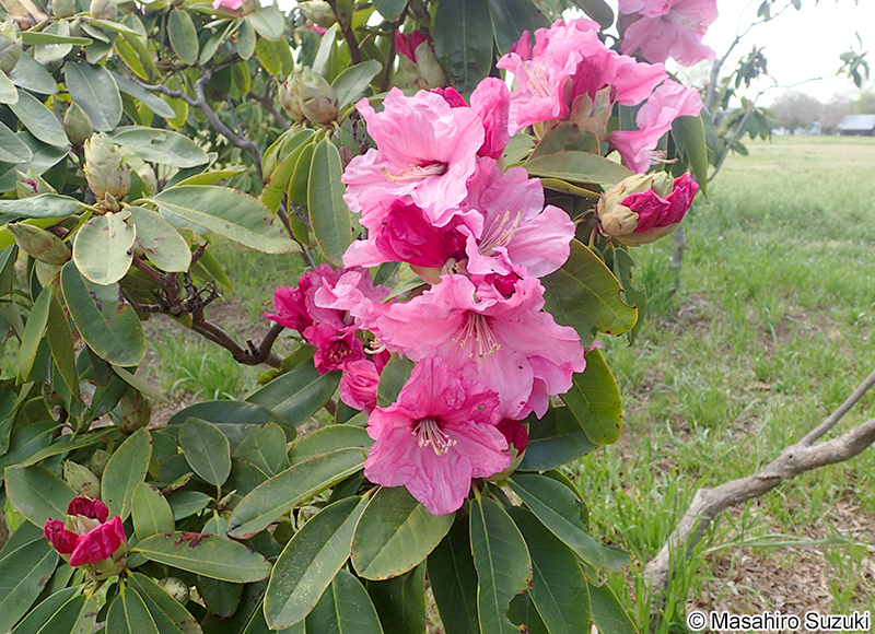 セイヨウシャクナゲ類 Rhododendron spp.