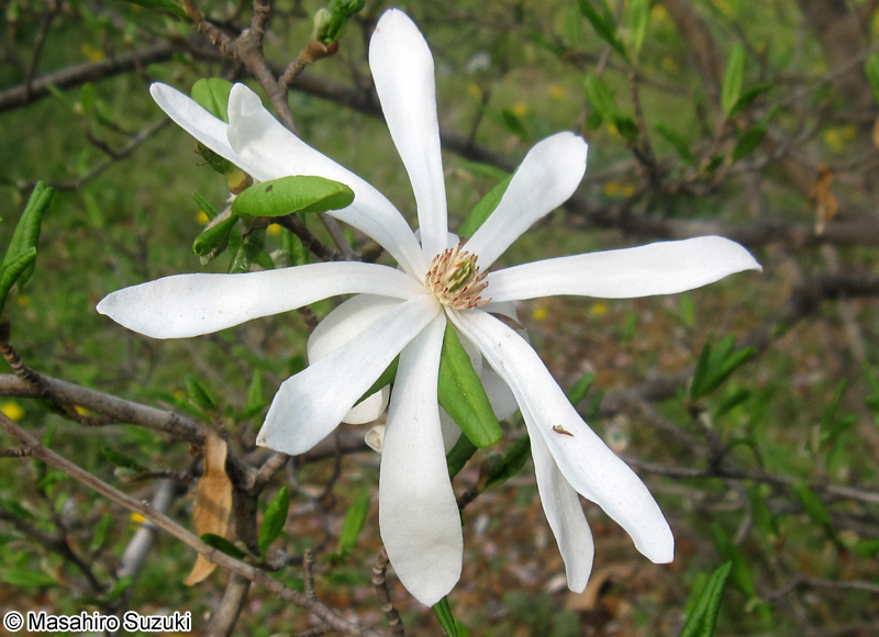 シデコブシ Magnolia stellata