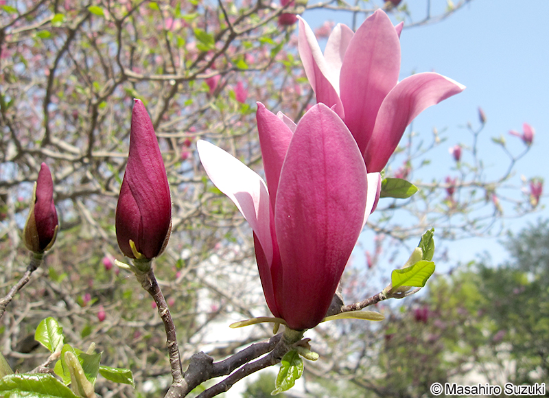 シモクレン Magnolia liliiflora
