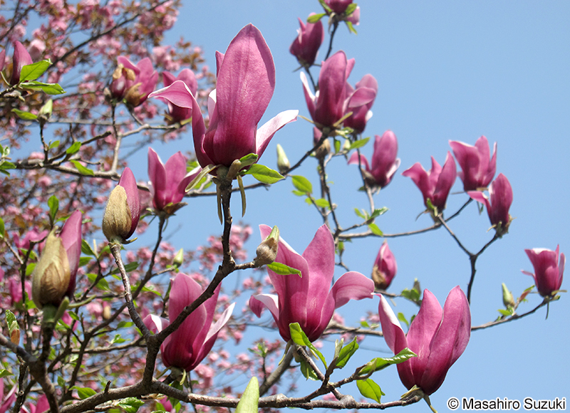 シモクレン Magnolia liliiflora