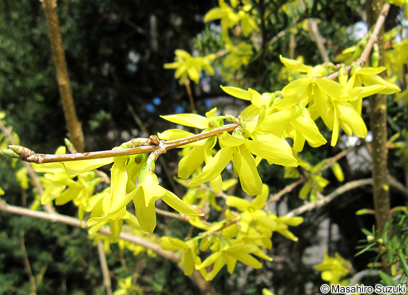 シナレンギョウ Forsythia viridissima