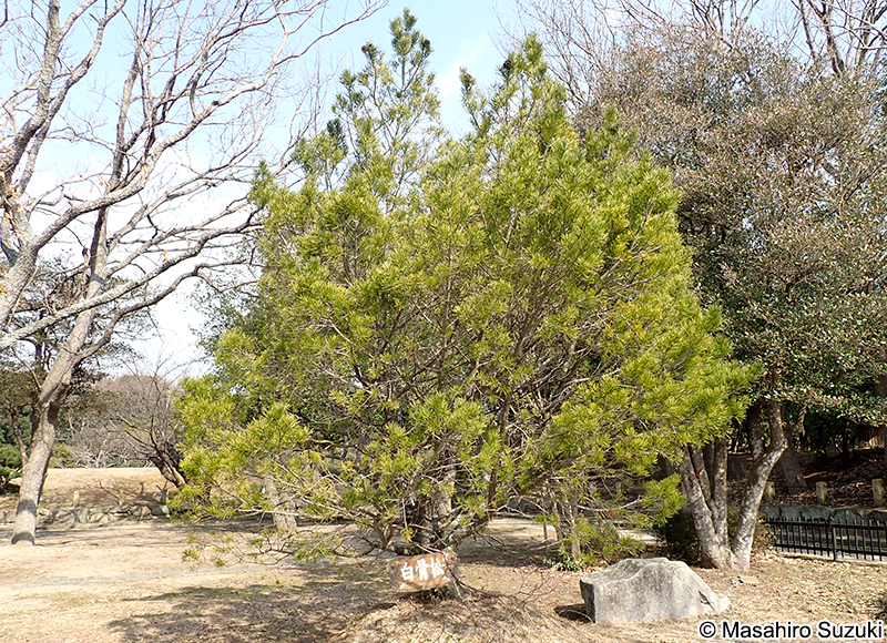シロマツ Pinus bungeana