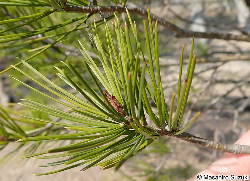 シロマツ Pinus bungeana