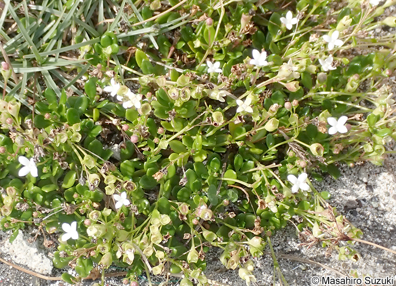 ソナレムグラ Leptopetalum coreanum