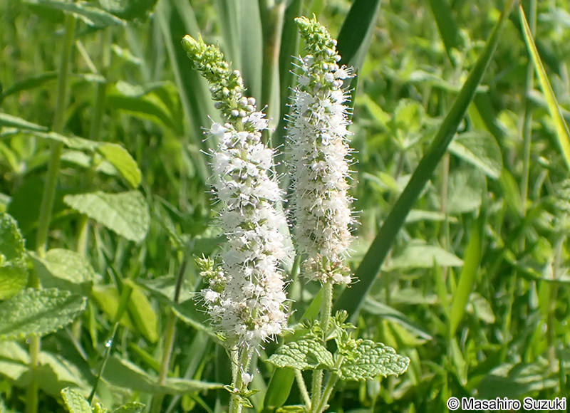 マルバハッカ（アップルミント） Mentha suaveolens