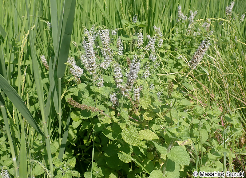 マルバハッカ（アップルミント） Mentha suaveolens