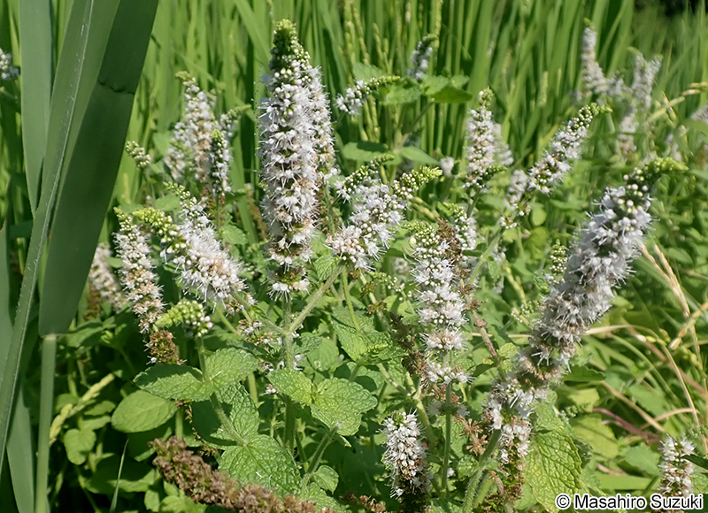 マルバハッカ（アップルミント） Mentha suaveolens