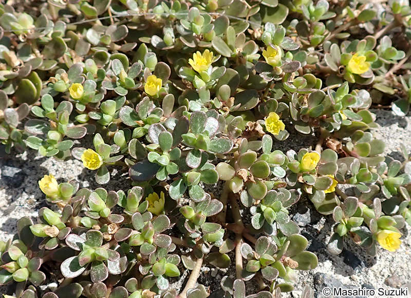 スベリヒユ Portulaca oleracea