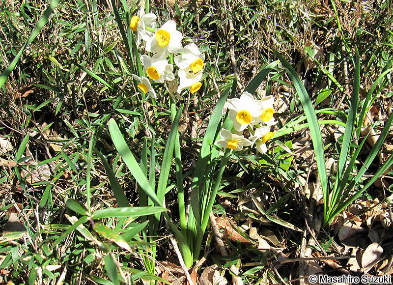 ニホンズイセン Narcissus tazetta var. chinensis
