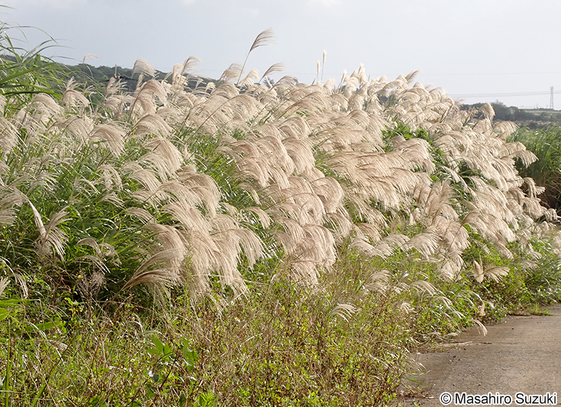 ススキ Miscanthus sinensis