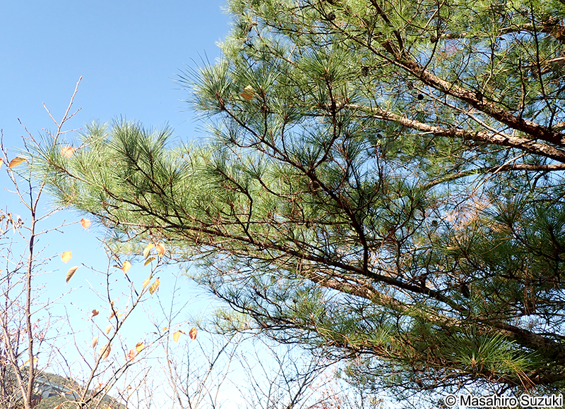 テーダマツ Pinus taeda