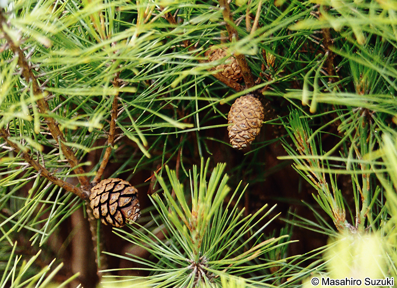 タギョウショウ Pinus densiflora 'Umbraculifera'