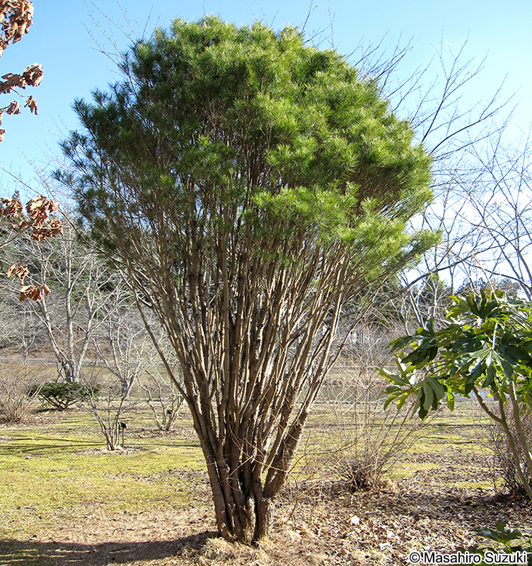タギョウショウ Pinus densiflora 'Umbraculifera'