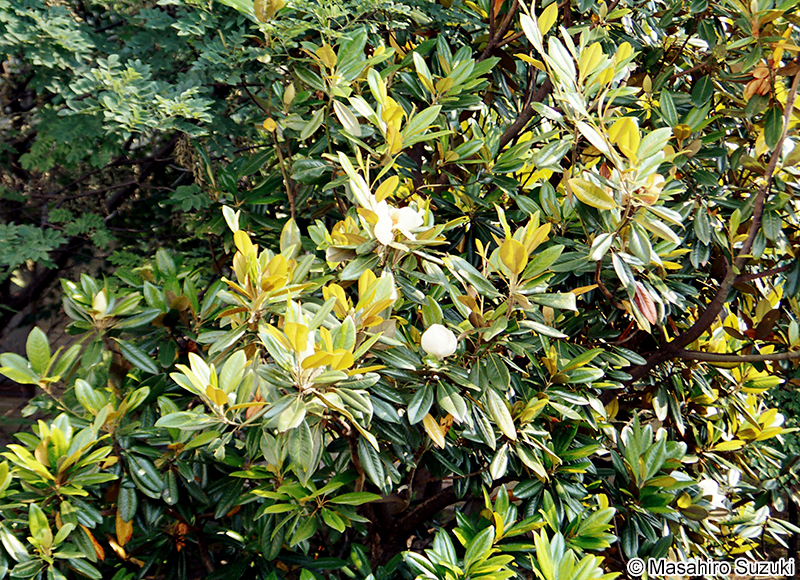 タイサンボク Magnolia grandiflora