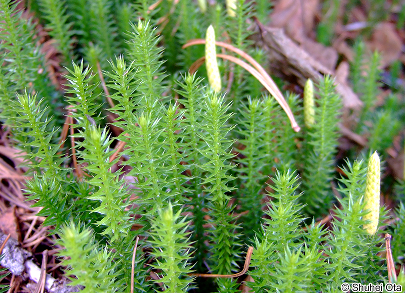 タカネスギカズラ Lycopodium annotinum var. acrifolium