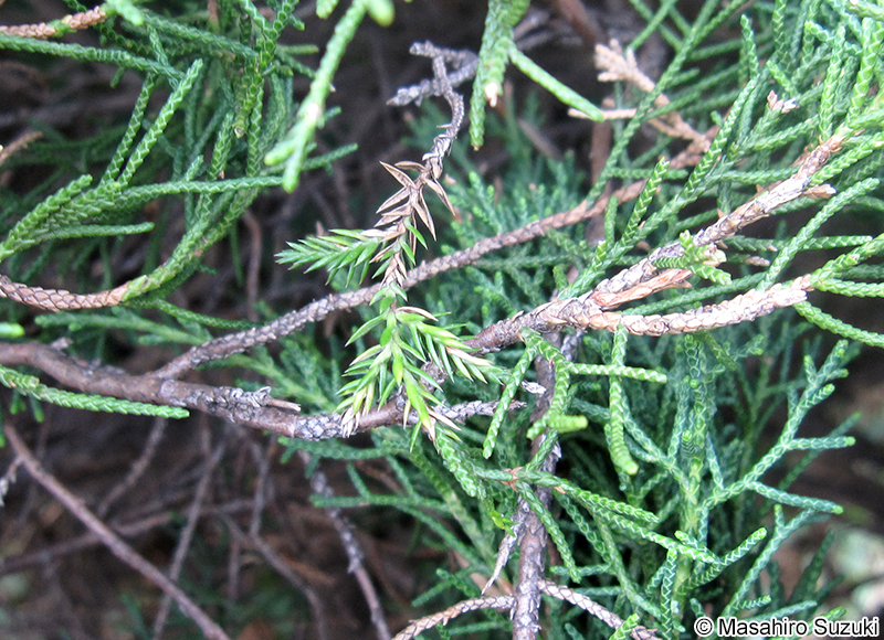 タマイブキ Juniperus chinensis 'Globosa'
