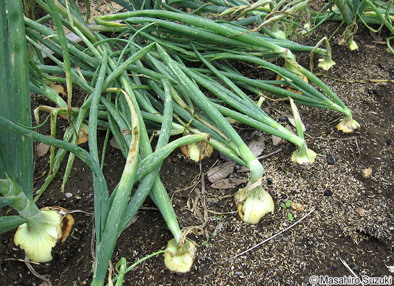 タマネギ Allium cepa