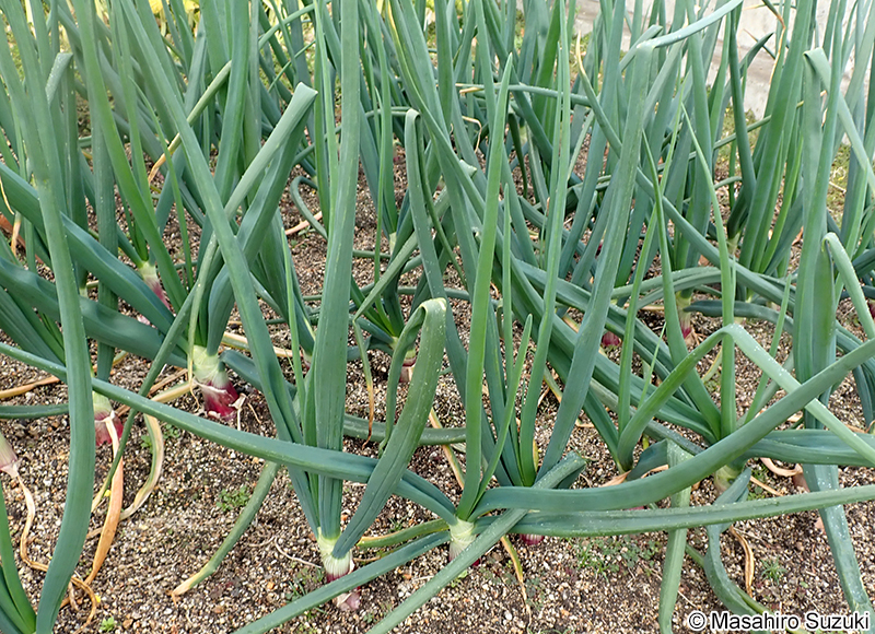 タマネギ Allium Cepa
