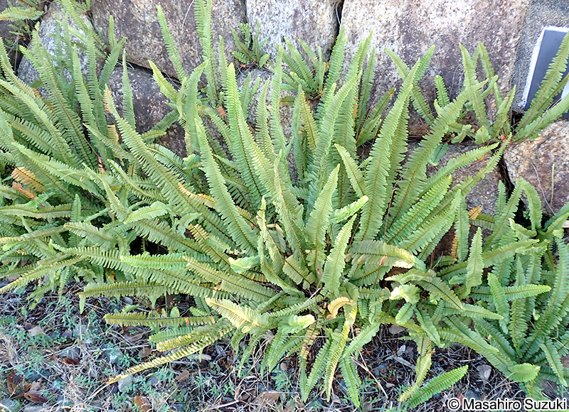 タマシダ Nephrolepis cordifolia