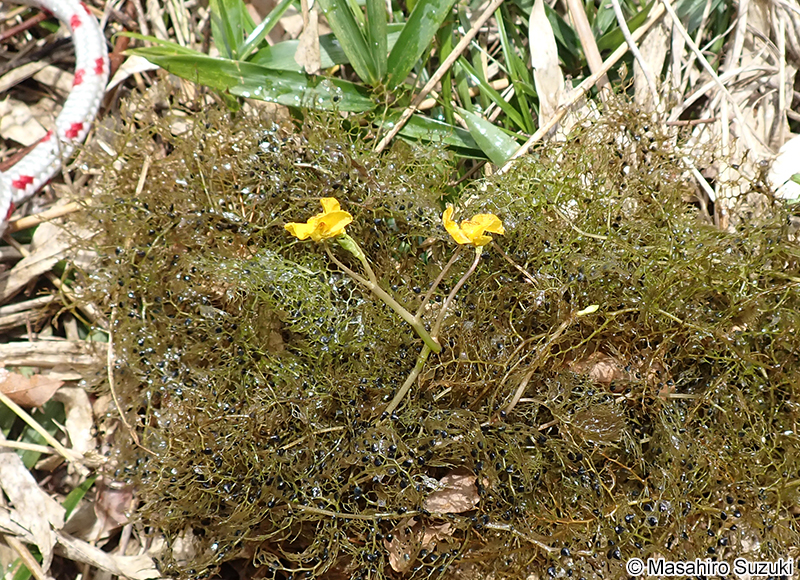 イヌタヌキモ Utricularia australis
