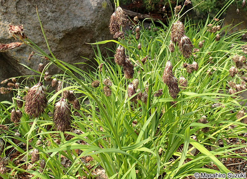 タヌキラン Carex podogyna