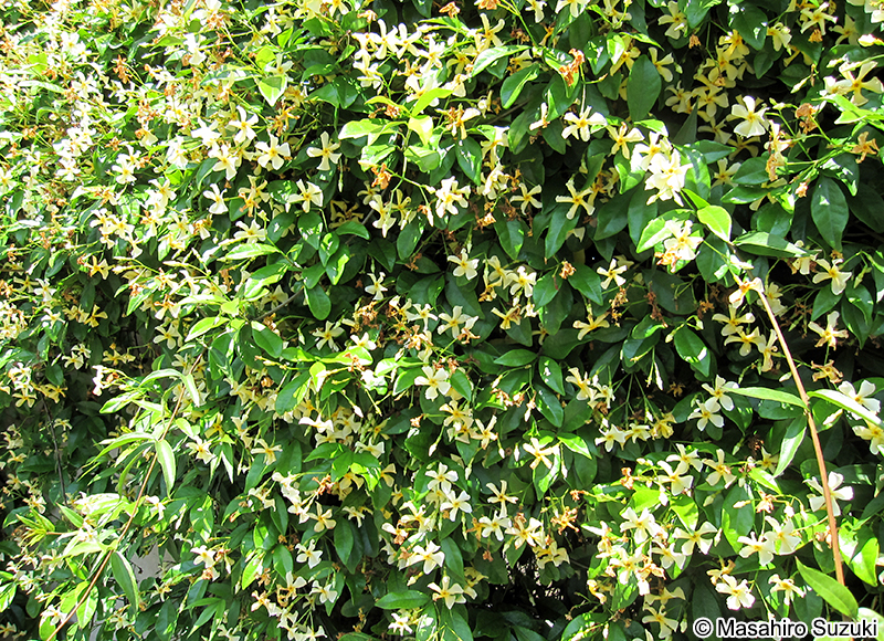 テイカカズラ Trachelospermum asiaticum