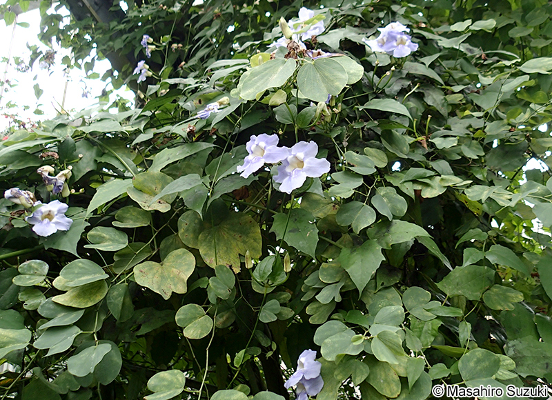 ベンガルヤハズカズラ Thunbergia grandiflora