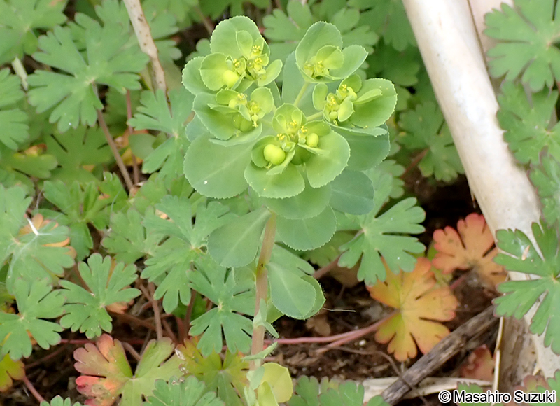 トウダイグサ Euphorbia helioscopia