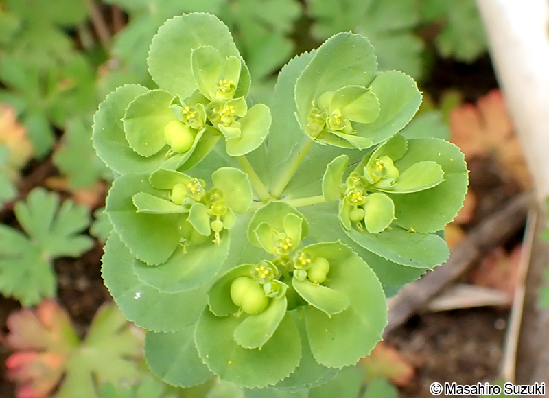 トウダイグサ Euphorbia helioscopia
