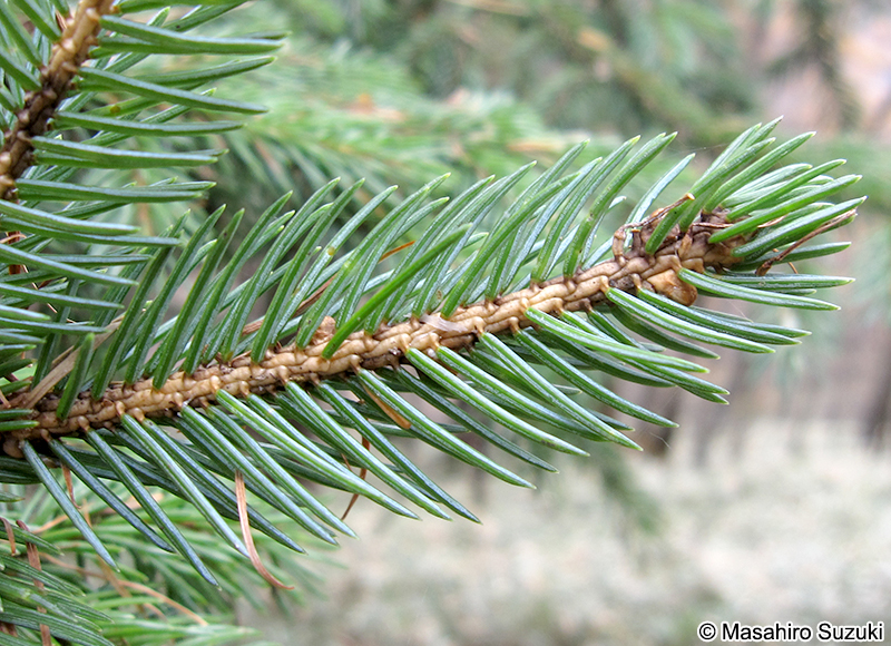 トウヒ Picea jezoensis var. hondoensis