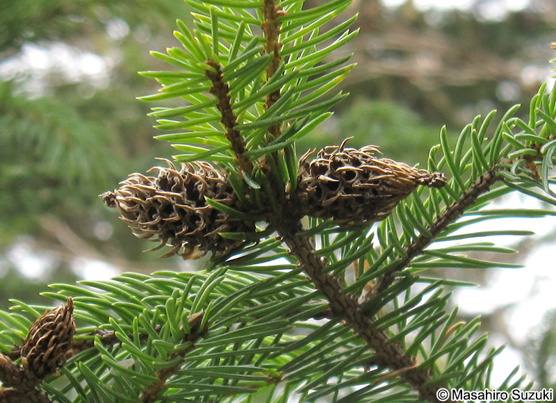 トウヒ Picea Jezoensis Var Hondoensis
