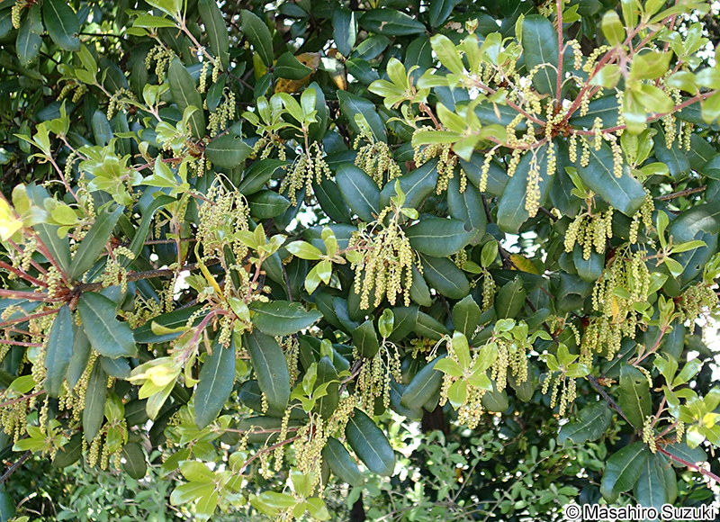 ウバメガシ Quercus phillyreoides