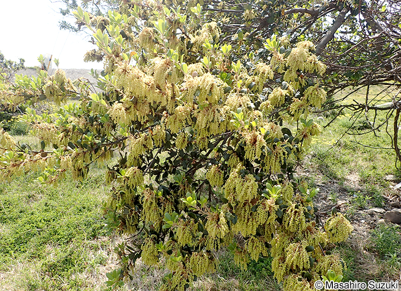 ウバメガシ Quercus phillyreoides