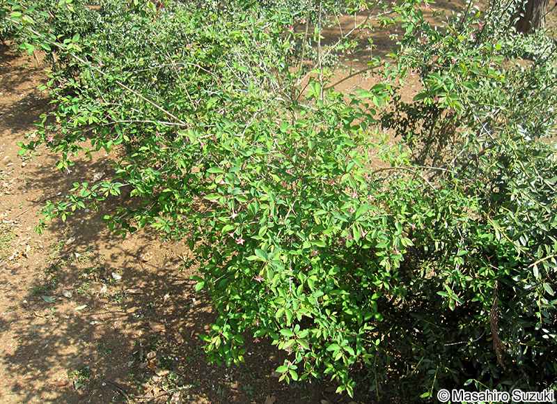 ウグイスカグラ Lonicera gracilipes var. glabra