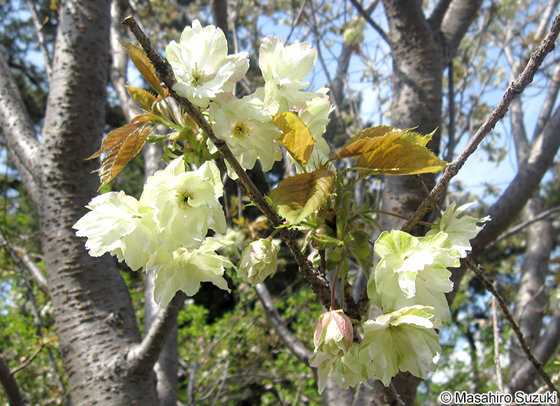 ウコンザクラ Cerasus serrulata 'Grandiflora'