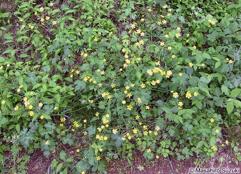 ウマノアシガタ Ranunculus japonicus