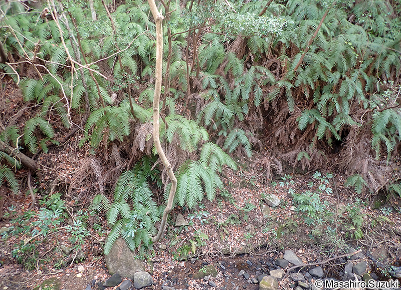 ウラジロ Diplopterygium glaucum