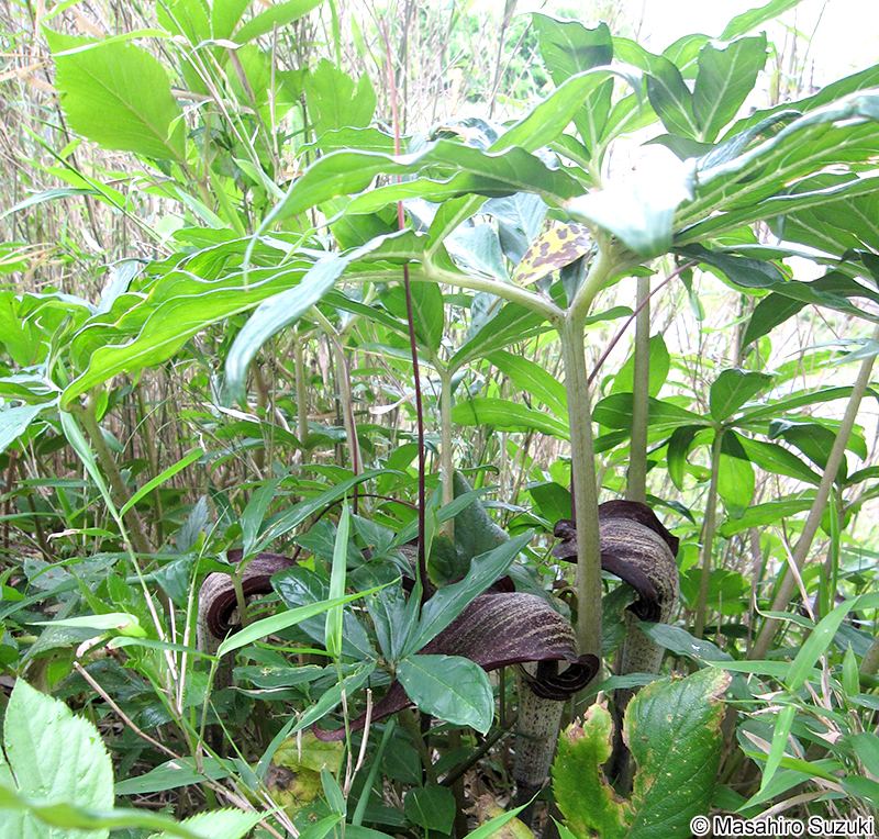 ウラシマソウ Arisaema thunbergii subsp. urashima