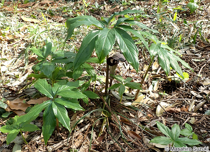 ウラシマソウ Arisaema thunbergii subsp. urashima