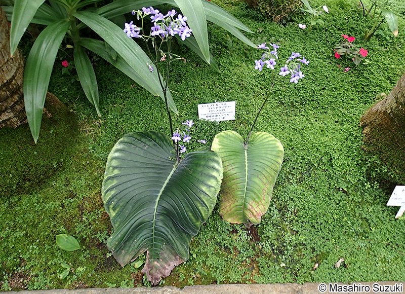 ウシノシタ Streptocarpus wendlandii