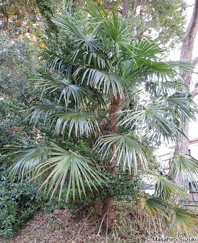 ワジュロ Trachycarpus fortunei
