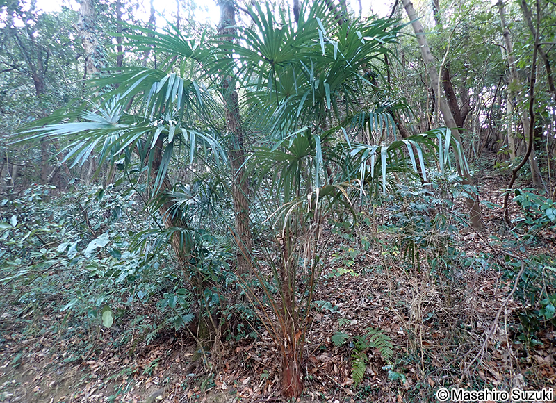 ワジュロ Trachycarpus fortunei