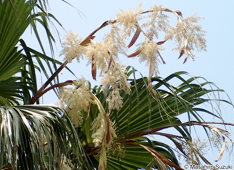 ワシントンヤシモドキ Washingtonia robusta