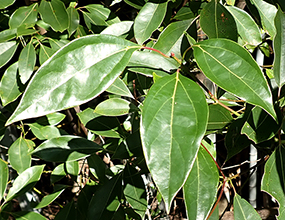 クスノキ科 Family Lauraceae